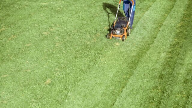 Gardener working with lawn mower on the backyard